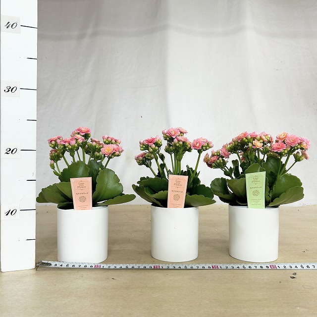 薔薇咲きカランコエ モアフラワーズパリ 薄いピンク 3.5号鉢(個体