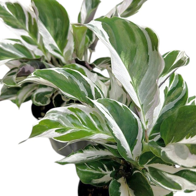 種類・用途,植物｜芳樹園オンラインショップ