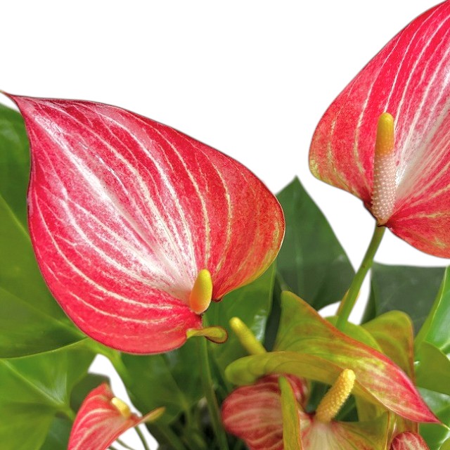 種類・用途,植物,観葉植物｜芳樹園オンラインショップ
