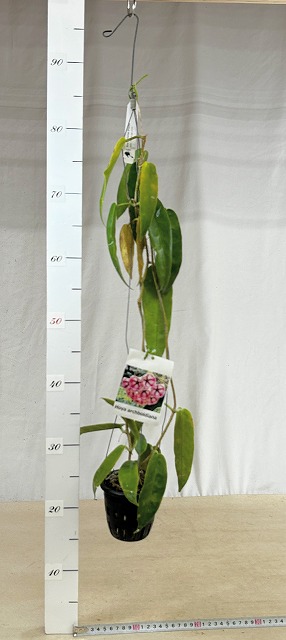 ホヤ アーチボルディアナ 長尺吊り仕立て(現品)｜芳樹園オンラインショップ