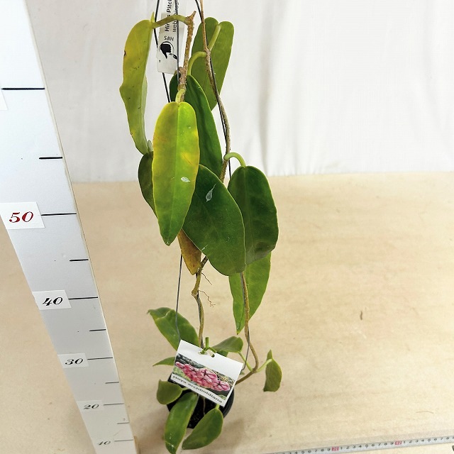 ホヤ アーチボルディアナ 長尺吊り仕立て(現品)｜芳樹園オンラインショップ