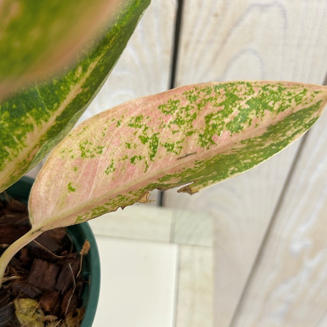 アグラオネマ ピンクバナナ 3.5号スリット鉢(個体おまかせ1鉢)｜芳樹園