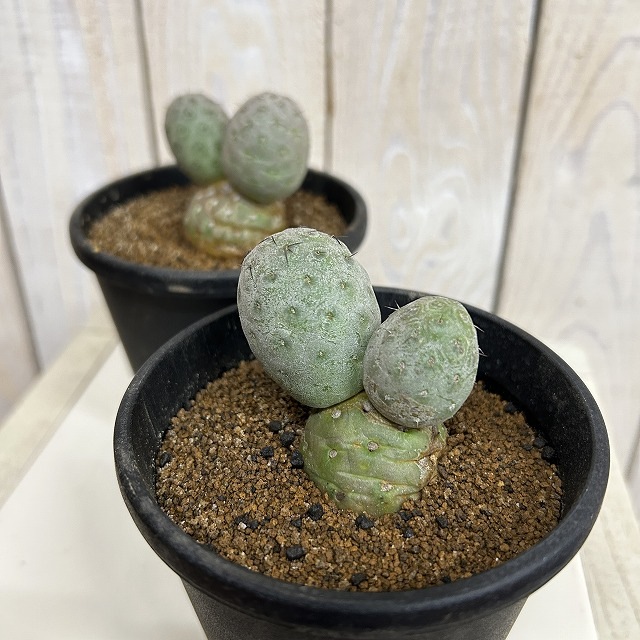 テフロカクタス ゲオメトリクス 3.5号鉢(個体おまかせ1鉢)｜芳樹園