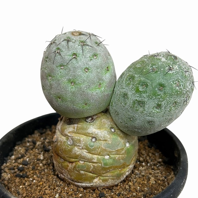 種類・用途,植物,多肉植物・サボテン｜芳樹園オンラインショップ
