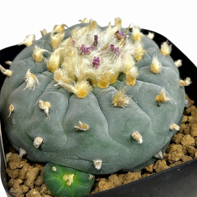 種類・用途,植物,多肉植物・サボテン｜芳樹園オンラインショップ