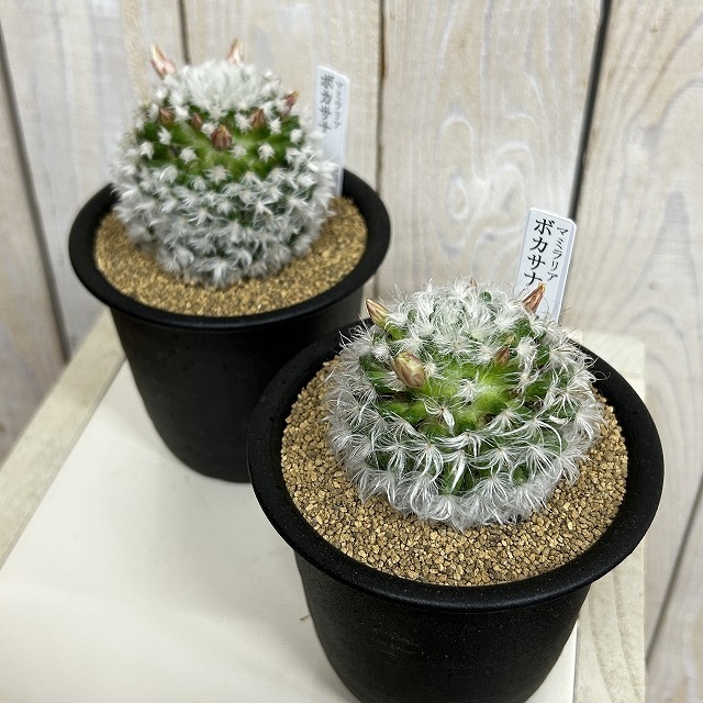 マミラリア ポカサナ(高砂) 3.5号鉢(個体おまかせ1鉢)｜芳樹園