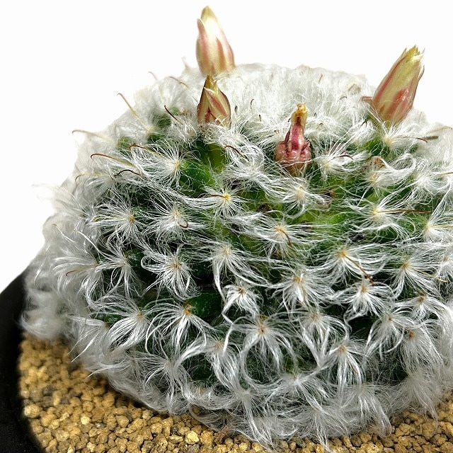 種類・用途,植物,多肉植物・サボテン｜芳樹園オンラインショップ