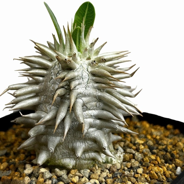 個体A】パキポディウム エブレネウム 10.5cm角鉢(現品)｜芳樹園