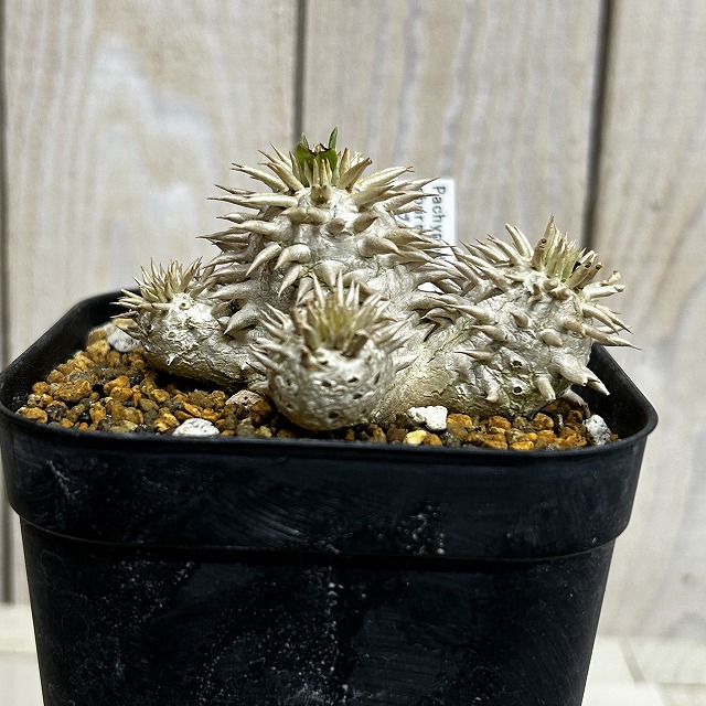 個体B】パキポディウム エブレネウム 10.5cm角鉢(現品)｜芳樹園