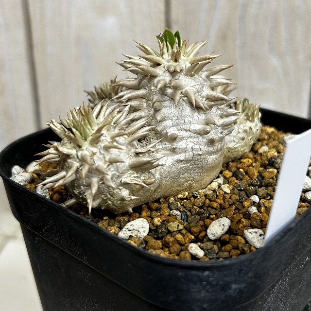 個体B】パキポディウム エブレネウム 10.5cm角鉢(現品)｜芳樹園