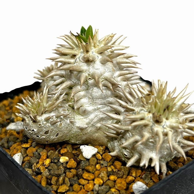 個体B】パキポディウム エブレネウム 10.5cm角鉢(現品)｜芳樹園