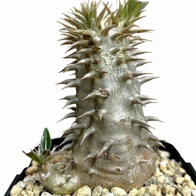種類・用途,植物,多肉植物・サボテン｜芳樹園オンラインショップ