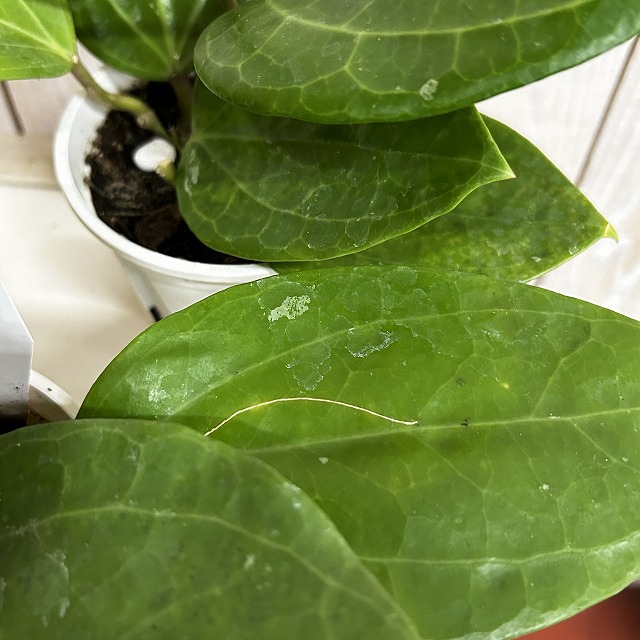 ホヤ グラブラ ボルネオ 3.5号スリット鉢(個体おまかせ1鉢)｜芳樹園