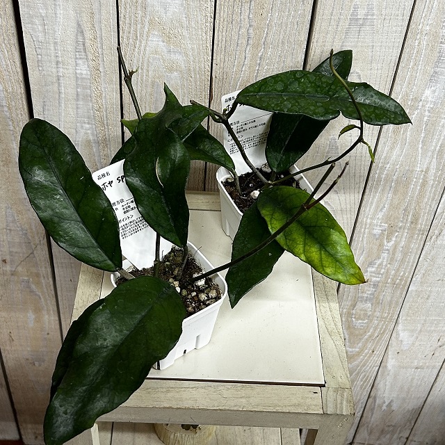 902 Hoya sp. Padang 3号　ホヤ　エスピー　パアダング　花座3 ホヤ sp. シンガポール 3号スリット鉢(個体おまかせ1鉢)｜芳樹園