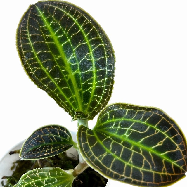 種類・用途,植物,観葉植物｜芳樹園オンラインショップ