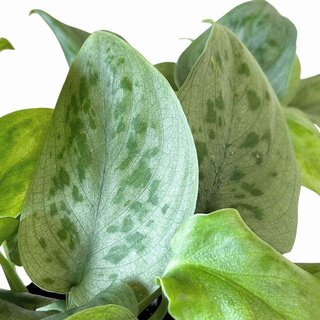 種類・用途,植物,観葉植物｜芳樹園オンラインショップ