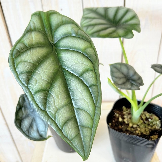 種類・用途,植物,観葉植物｜芳樹園オンラインショップ