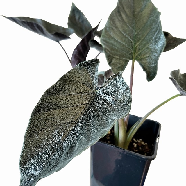 種類・用途,植物,観葉植物｜芳樹園オンラインショップ