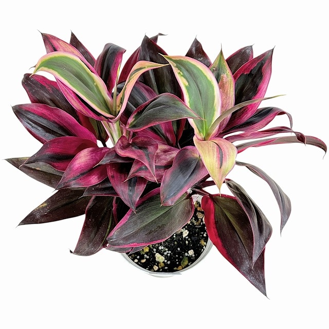 種類・用途,植物,観葉植物｜芳樹園オンラインショップ