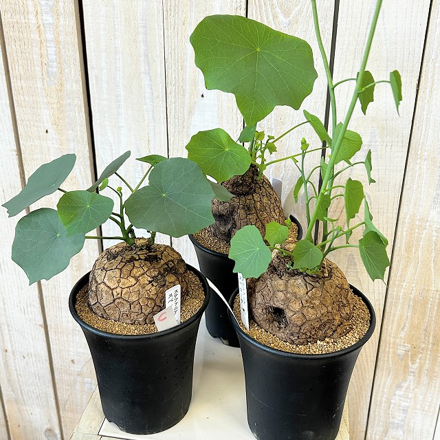 ステファニア スベローサ 4号ロング鉢 個体A～C(現品)｜芳樹園