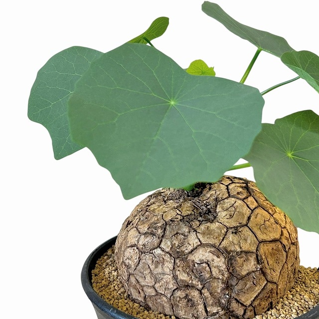 種類・用途,植物,多肉植物・サボテン｜芳樹園オンラインショップ