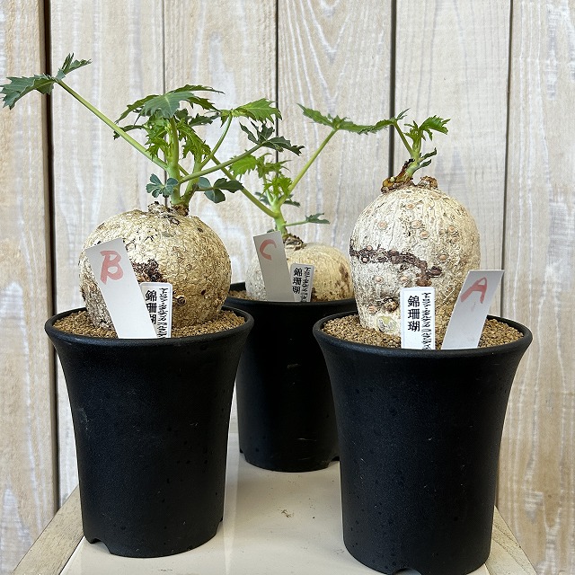 錦珊瑚(ヤトロファ カサルチカ) 3.5号ロング鉢 個体A～F(現品)｜芳樹園