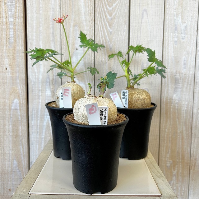 錦珊瑚(ヤトロファ カサルチカ) 3.5号ロング鉢 個体A～F(現品)｜芳樹園