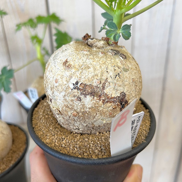 錦珊瑚(ヤトロファ カサルチカ) 3.5号ロング鉢 個体A～F(現品)｜芳樹園