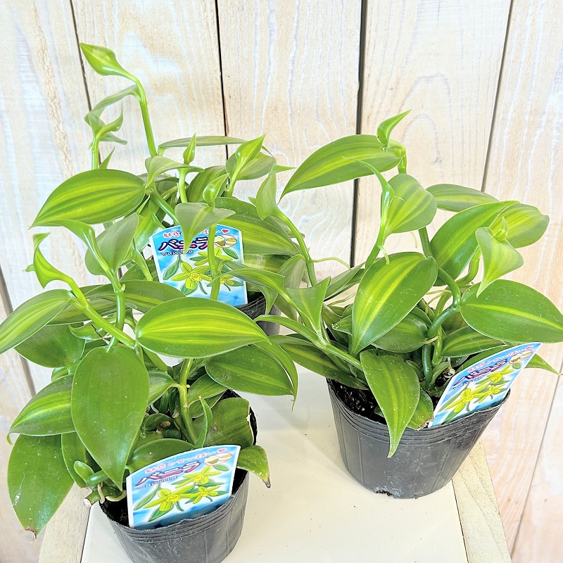 バニラ 斑入り 3号ポット(個体おまかせ1鉢)｜芳樹園オンラインショップ