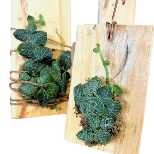 種類・用途,植物,観葉植物｜芳樹園オンラインショップ