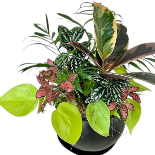 種類・用途,植物,観葉植物｜芳樹園オンラインショップ