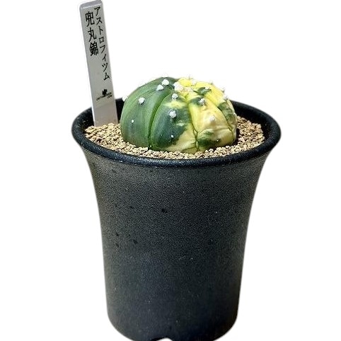 Top【選抜株】多肉植物 20068オラクル 54個 鉢無し/脱土 Top【選抜株