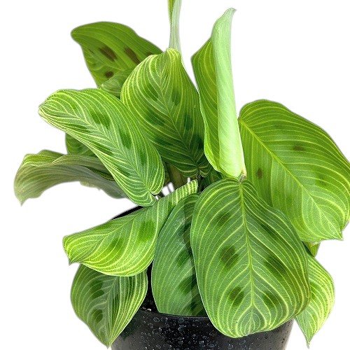 種類・用途,植物(小売専用),観葉植物｜芳樹園オンラインショップ