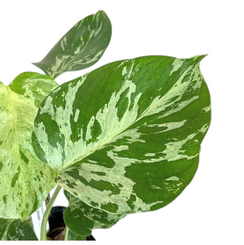 種類・用途,植物(小売専用)｜芳樹園オンラインショップ