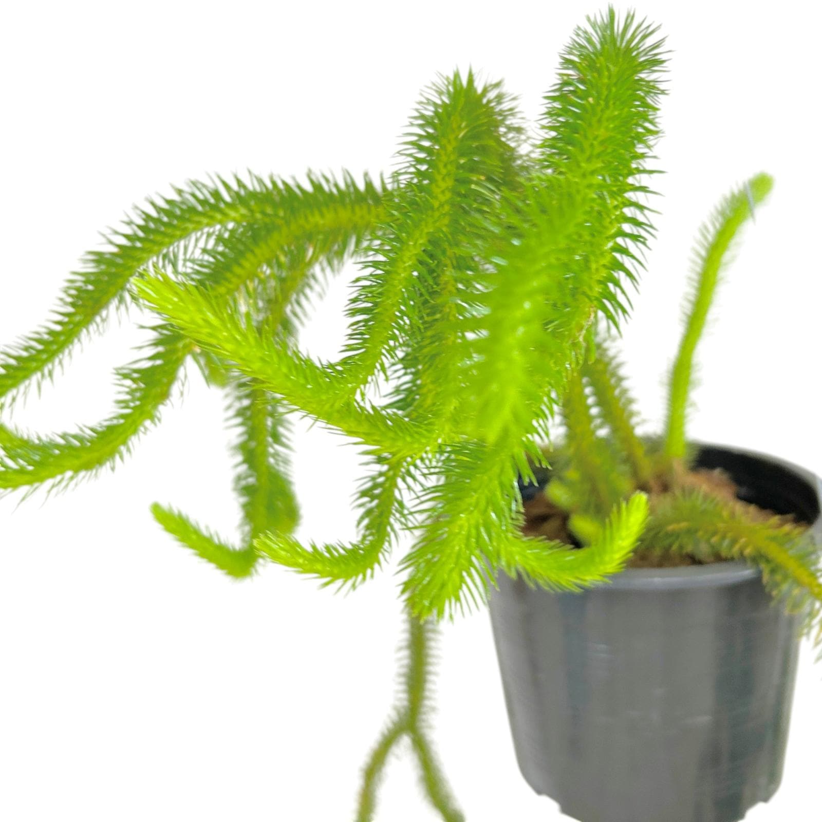 種類・用途,植物,観葉植物｜芳樹園オンラインショップ