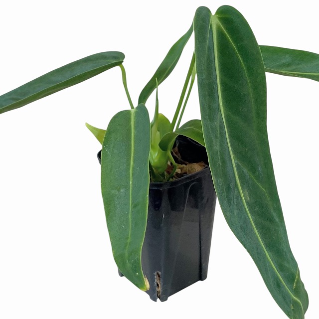 種類・用途,植物(小売専用)｜芳樹園オンラインショップ