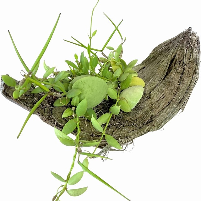 苗様、専用ページ。 種類・用途,植物(小売専用)｜芳樹園オンラインショップ