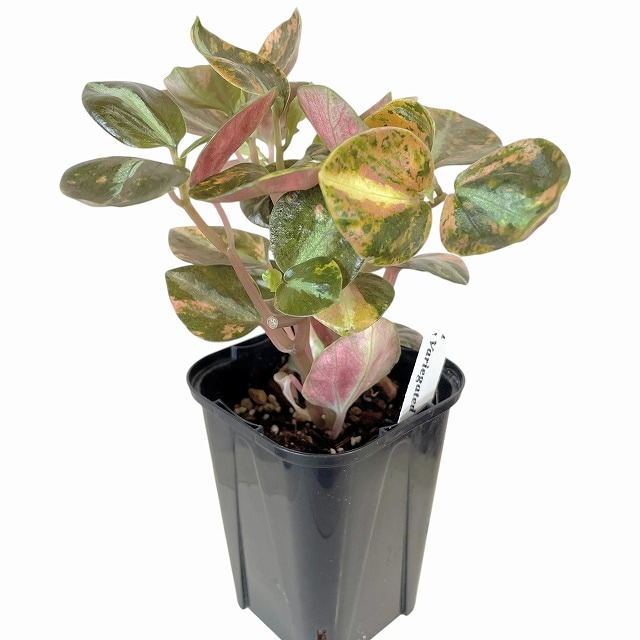 種類・用途,植物(小売専用),観葉植物｜芳樹園オンラインショップ