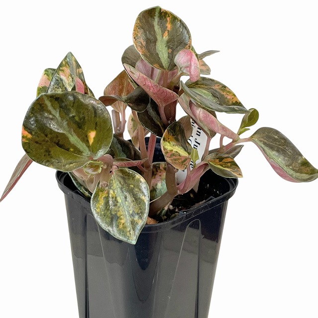 種類・用途,植物(小売専用),観葉植物｜芳樹園オンラインショップ