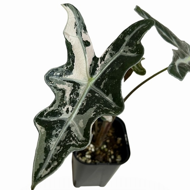 その他観葉植物 yo その他観葉植物 yo 観葉植物Mサイズ寄せ植え KY-1000（カラー