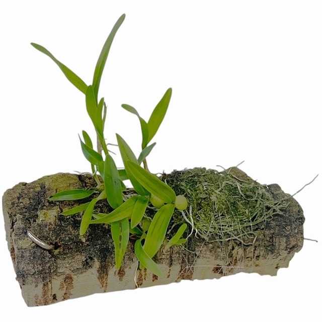 エピデンドラム-Epidendrum ポリブルボン-Bourbon / 小型ヨウラン