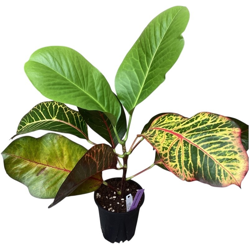 種類・用途,植物(小売専用),観葉植物｜芳樹園オンラインショップ