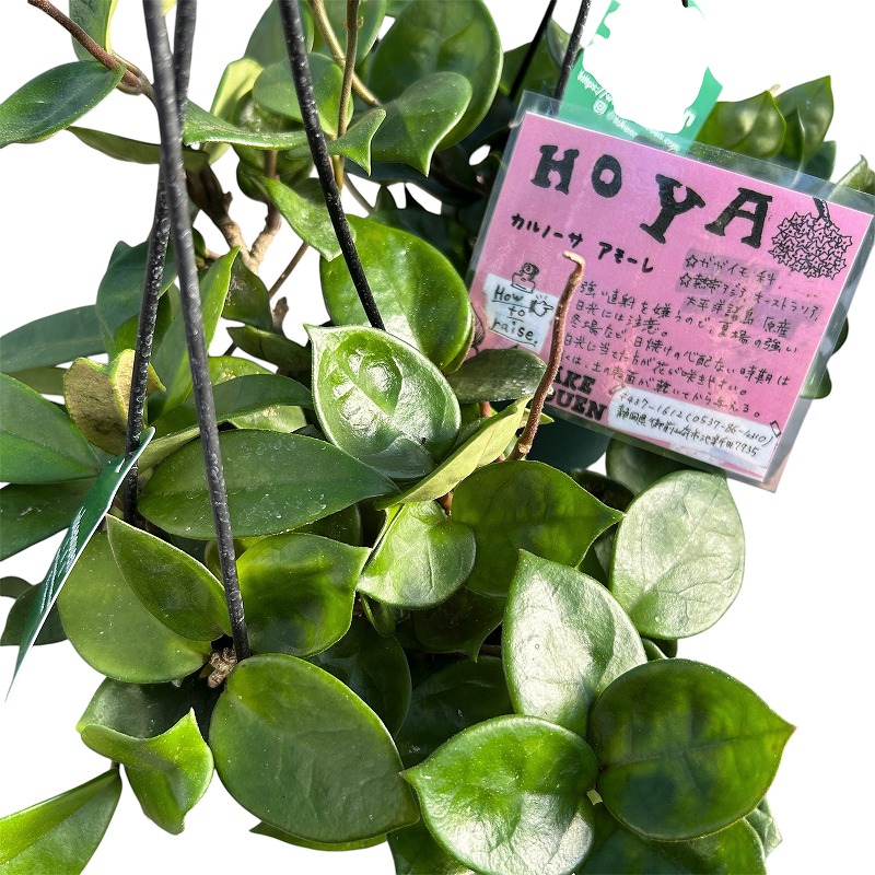 種類・用途,植物(小売専用),観葉植物｜芳樹園オンラインショップ