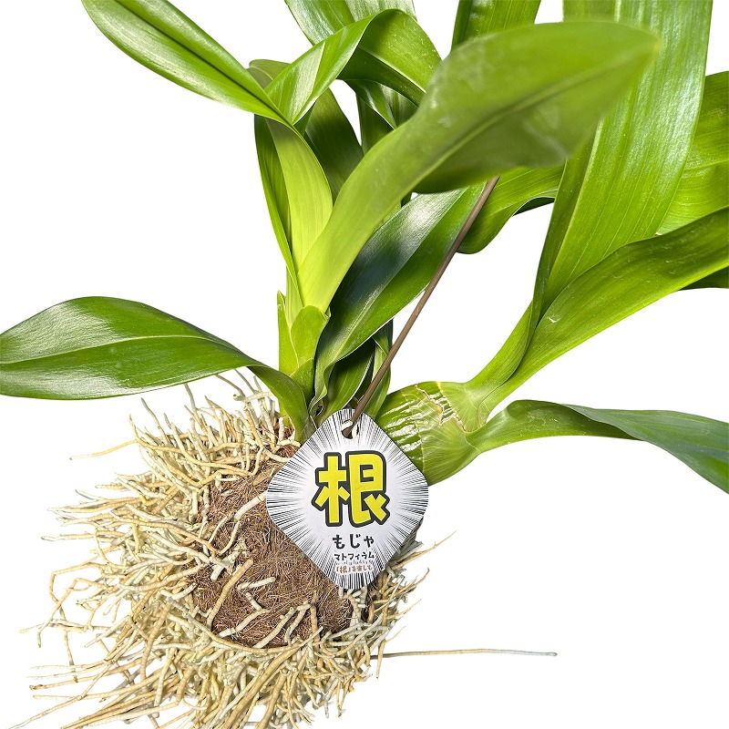 種類・用途,植物(小売専用),観葉植物｜芳樹園オンラインショップ