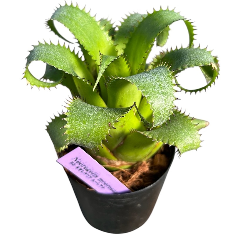 種類・用途,植物(小売専用),観葉植物｜芳樹園オンラインショップ