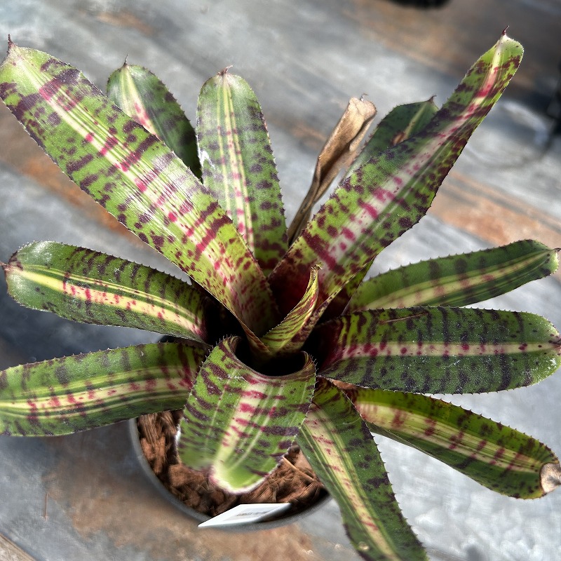 種類・用途,植物(小売専用),観葉植物｜芳樹園オンラインショップ