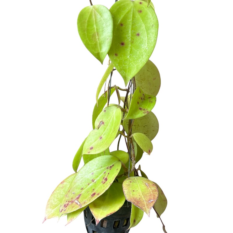 種類・用途,植物(小売専用),観葉植物｜芳樹園オンラインショップ