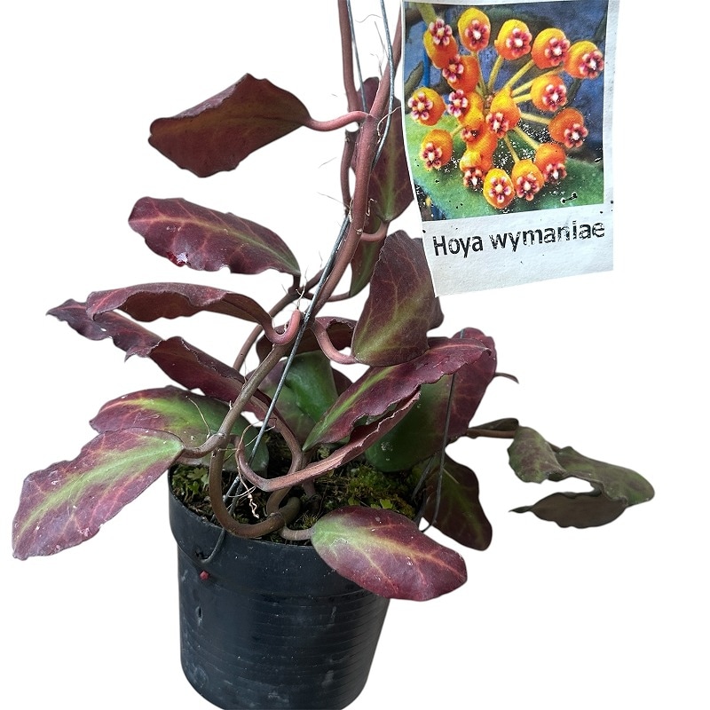 種類・用途,植物(小売専用),観葉植物｜芳樹園オンラインショップ