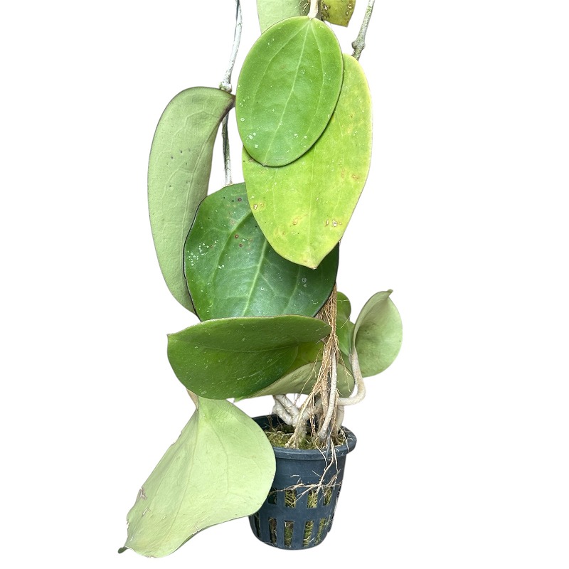 種類・用途,植物(小売専用),観葉植物|芳樹園オンラインショップ 種類・用途,植物(小売専用),観葉植物|芳樹園オンラインショップ