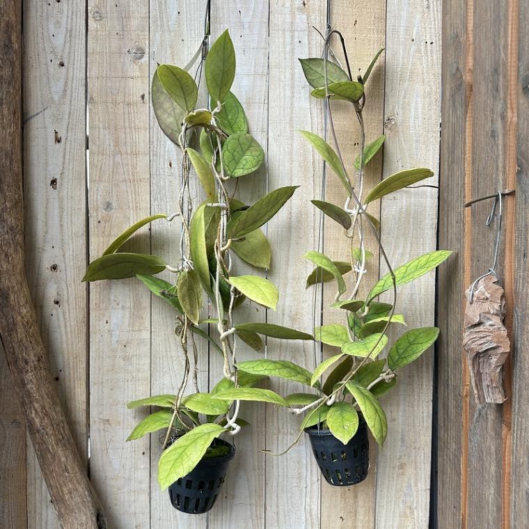 希少品種ホヤコレクション：Hoya irina（ホヤ・イリナ）calm cafe ホヤ Irina(イリナ) 3号吊り長尺仕立て(個体おまかせ1鉢)｜株式会社
